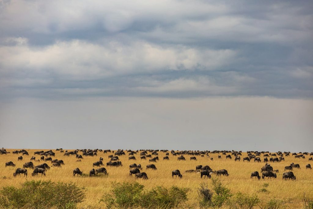 Great Wildebeest Migration across golden Serengeti plains under dramatic sky 2025